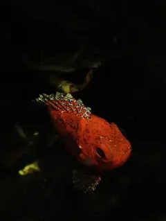 Short Bigeye thumbnail 3