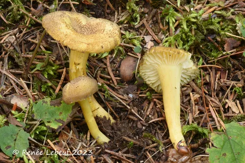 clustered waxcap