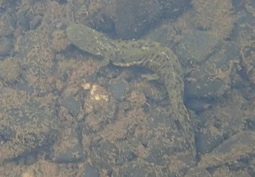 Hellbender