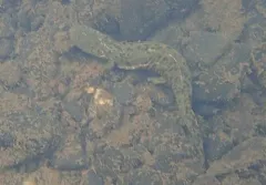 Hellbender