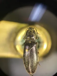 Hemicrepidius hemipodus thumbnail 4