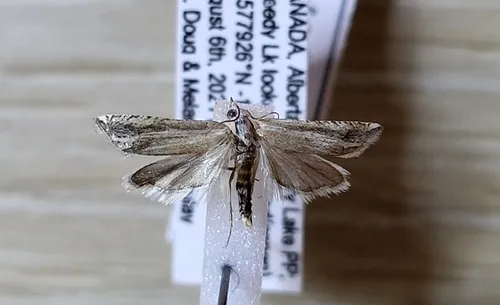 Eucosma indagatricana