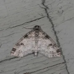 Powdered Bigwing Moth thumbnail 2