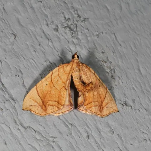 Lesser Grapevine Looper Moth