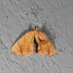 Lesser Grapevine Looper Moth thumbnail 1