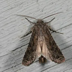 Glassy Cutworm Moth thumbnail 3
