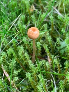 Galerina heterocystis thumbnail 2