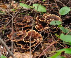 Hydnellum conigenum thumbnail 2