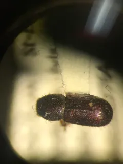 Dryocoetes autographus thumbnail 4