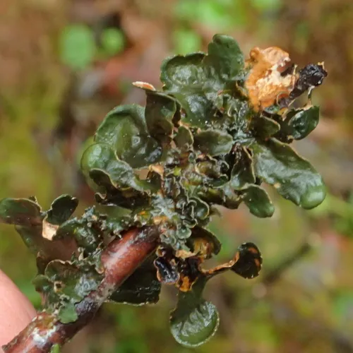 Pimpled Kidney Lichen