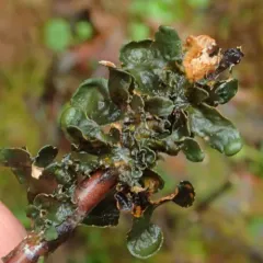 Pimpled Kidney Lichen thumbnail 1