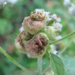 Boneset Flower Gall Midge thumbnail 3
