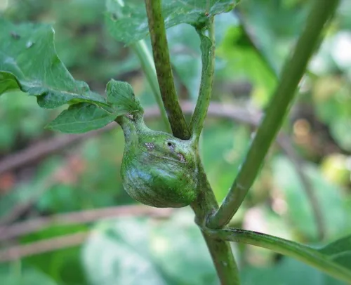 Neolasioptera eupatorii