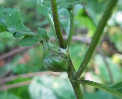Neolasioptera eupatorii thumbnail 1
