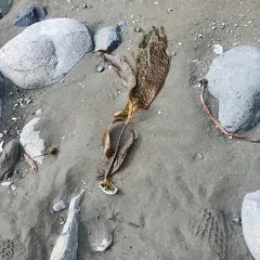 stalked kelp thumbnail 4