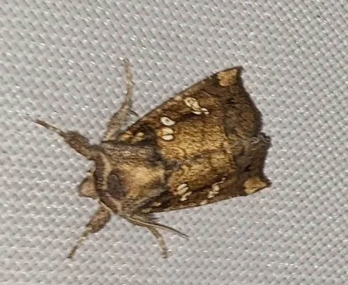 Seaside Goldenrod Borer Moth