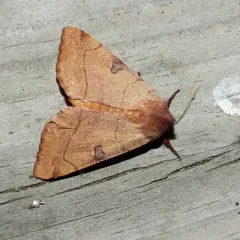 Bent-lined Dart thumbnail 2