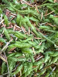 Palm-tree Moss thumbnail 2
