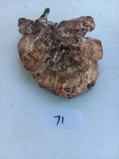 Sarcoporia polyspora thumbnail 1