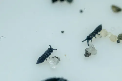 Oudemansia georgia