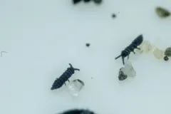 Oudemansia georgia thumbnail 1