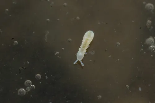 Thalassaphorura debilis