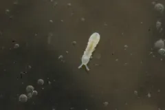 Thalassaphorura debilis thumbnail 1