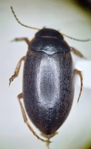 Hydroporus subpubescens