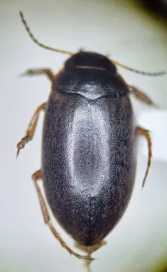 Hydroporus subpubescens thumbnail 1