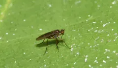 Campsicnemus claudicans thumbnail 2