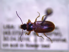 Black-middled Harp Ground Beetle thumbnail 4