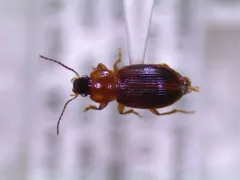Agonoleptus thoracicus thumbnail 3