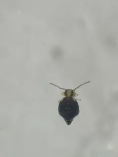 Prorastriopes coalingaensis thumbnail 3