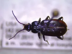 Hairy-horned Springtail-hunter thumbnail 1