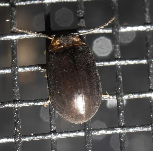 Ectopria nervosa