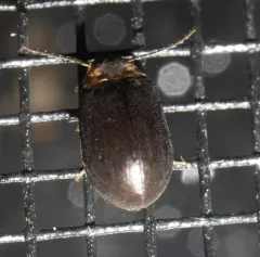 Ectopria nervosa thumbnail 1
