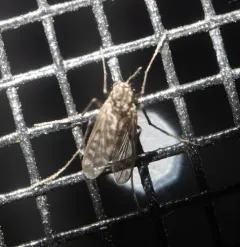 Guttipelopia guttipennis thumbnail 2