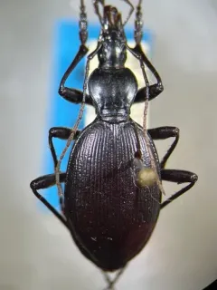 Mann's Mollusk-eating Ground Beetle thumbnail 1