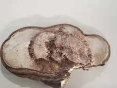Sporophagomyces chrysostomus thumbnail 2