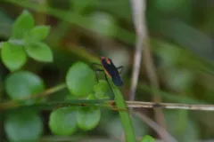 Prepops circumcinctus thumbnail 2