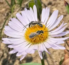 Comma Sweat Bee thumbnail 2