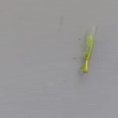 Green Mantidfly thumbnail 4