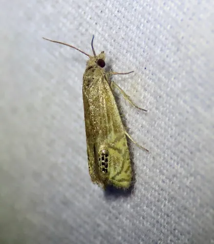 Eucosma autumnana