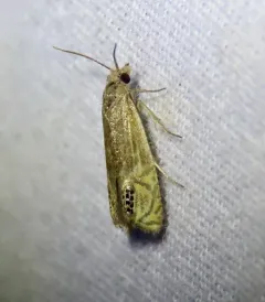 Eucosma autumnana thumbnail 1