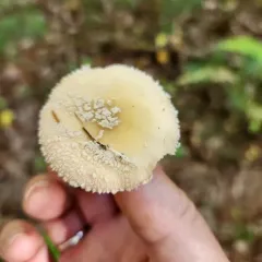 Poison Champagne Amanita thumbnail 2