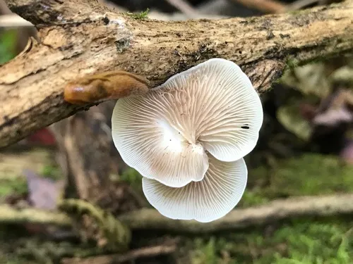 Crepidotus vulgaris