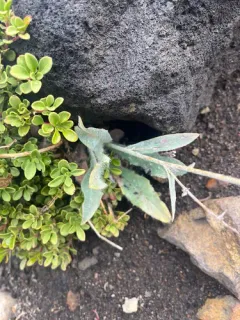 Greene's hawkweed thumbnail 2