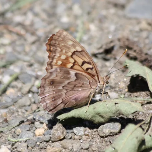 Tawny Emperor