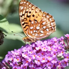 Aphrodite Fritillary thumbnail 1