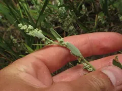 pinyon goosefoot thumbnail 3